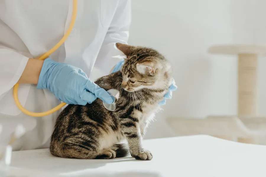 Gato durante una exploración veterinaria