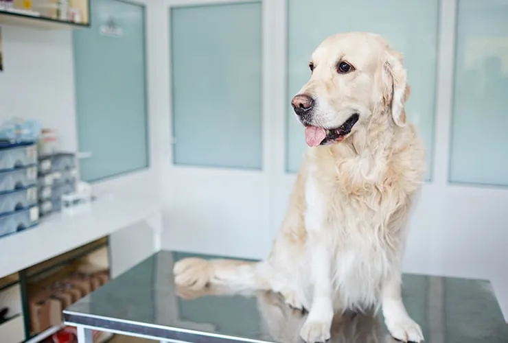 Perro durante una consulta veterinaria