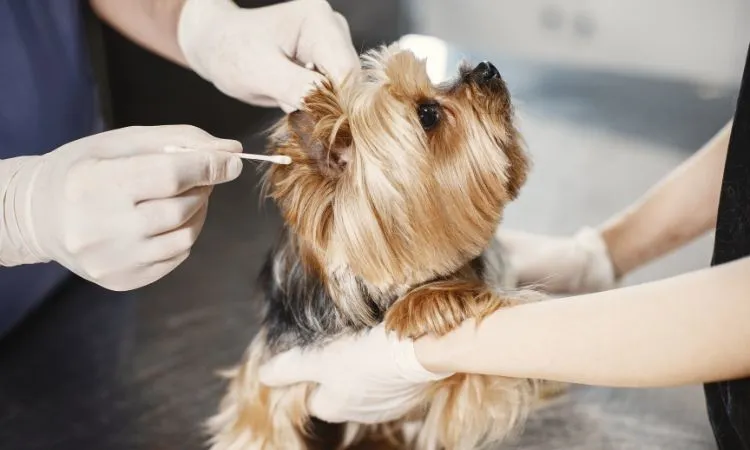 Revisión preventiva del oído a un perro pequeño